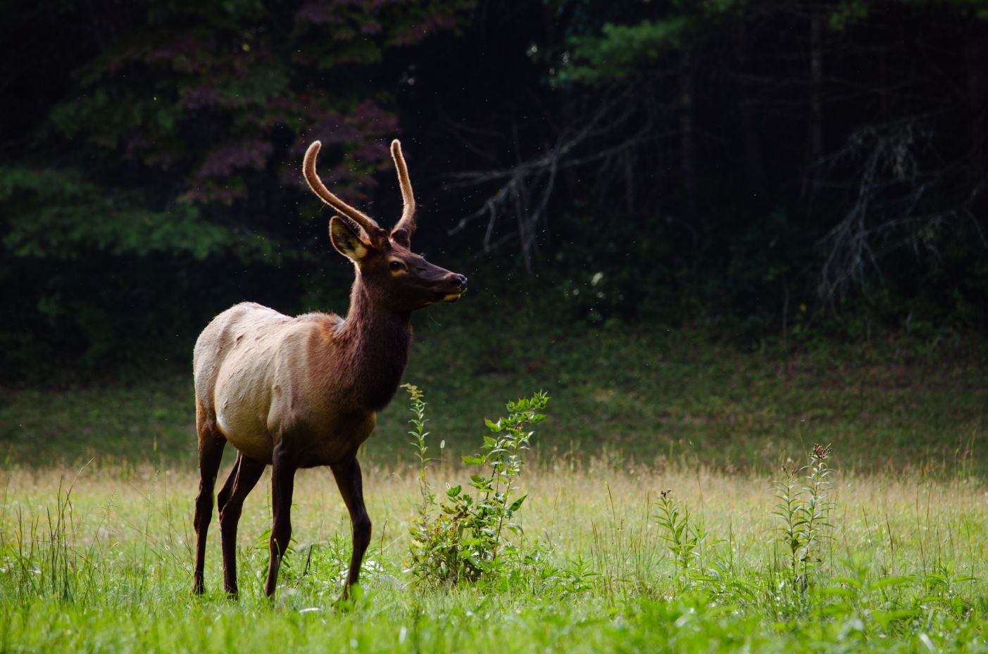 best outdoor places to visit in tennessee