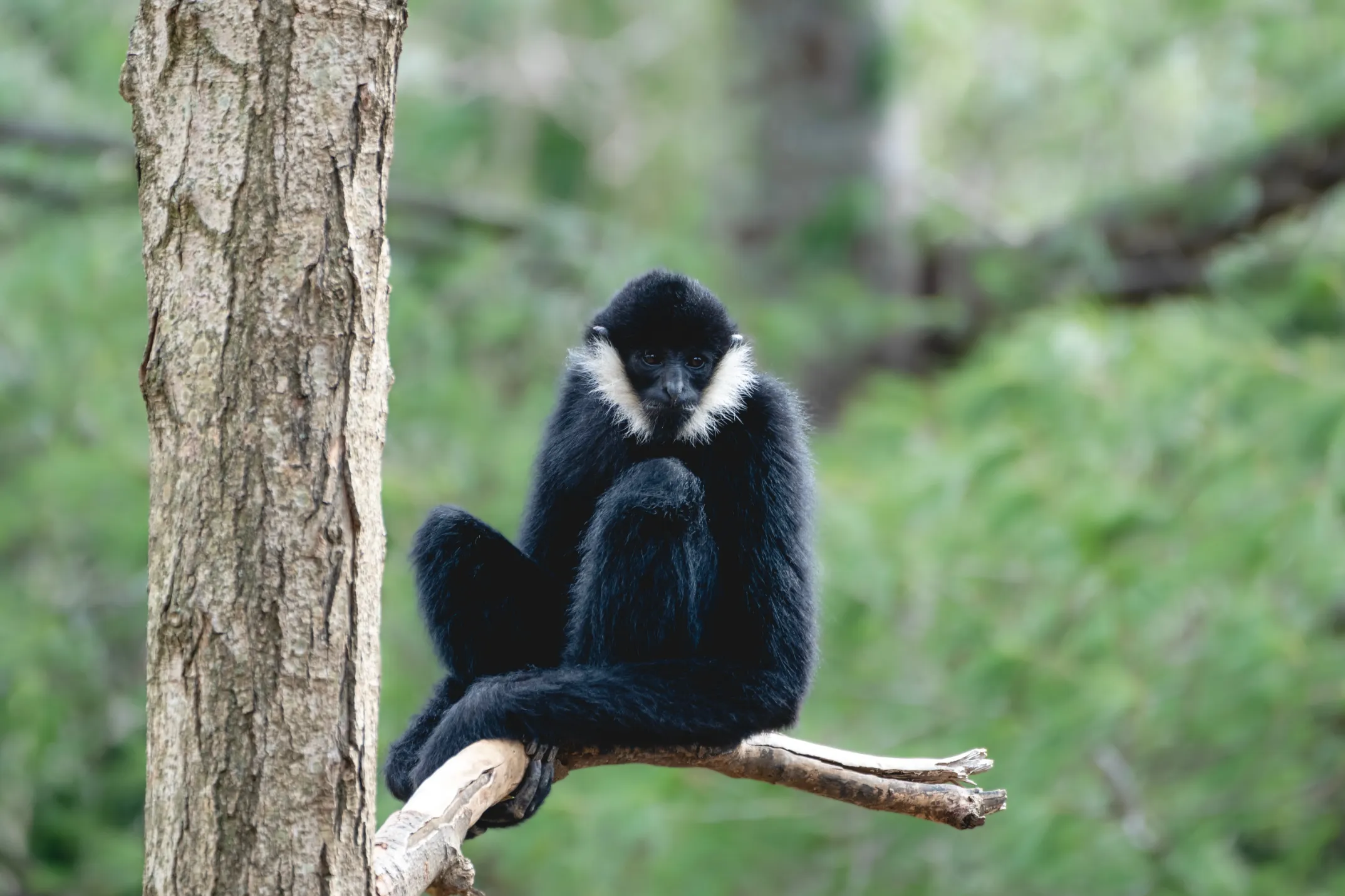 nashville zoo